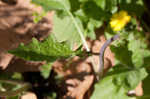 Oriental false hawksbeard